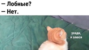 Весëлые картинки