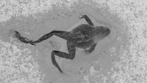 Интересное о природе