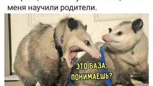 Весëлые картинки