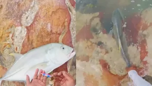 Рыбак хотел отпустить улов, но всё пошло не по плану