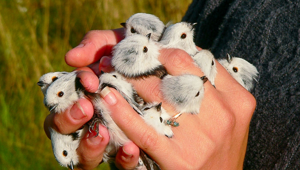 Ополовник: самая милая синица России