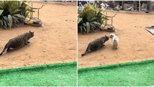 Щенок помешал охоте кота