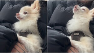 Пробник волка