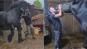 Огромный Першерон впечатляет размерами