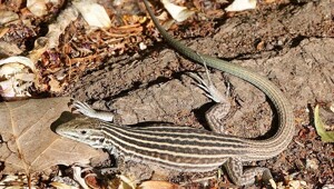 8 реальных фактов, похожих на безумную выдумку