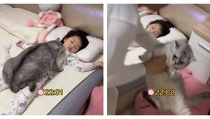 Кот добился своего