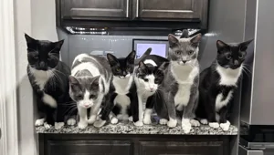 30 фото, доказывающих, что кошки участвуют в тайном заговоре и готовят переворот