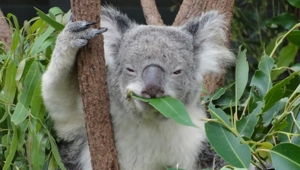 Коала: глупость этого зверя запредельна