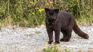 25 фотографий, после просмотра которых захочется купить палатку и уехать в лес