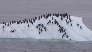 Комичный эпизод из жизни пингвинов