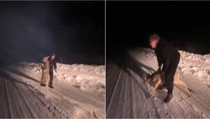 Сын замглавы свердловского поселка швырнул косулёнка об асфальт