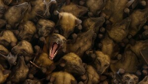 9 реально странных фотографий дикой природы