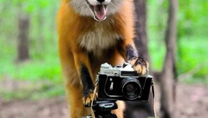 На общую тему&nbsp;