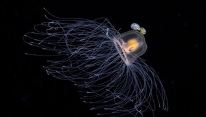 Конкурс Underwater Photography of the Year.2021 год