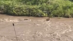 Лев чуть не стал обедом крокодила