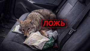 Правда ли, что больные животные специально выходят за помощью к людям?