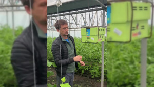 Новые шмели в теплице: как насекомые начинают работу и разведку