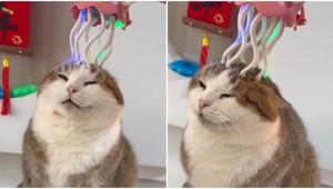 Высшая степень кошачьего наслаждения