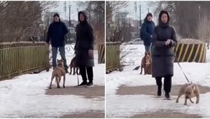 Конфликт женщины с собачниками