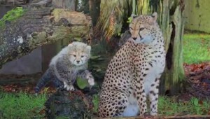 Как мяукают гепарды