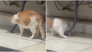 Профессионал: кошка ловит крысу