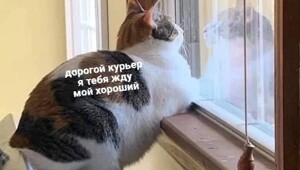 Марафон на выживание: эксперты развеяли мифы о сверхдоходах курьеров