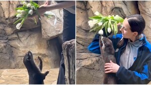 Выдры радуются тюльпанам