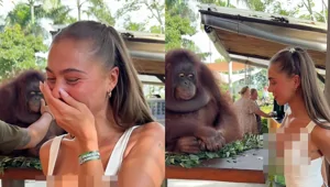 Орангутан рассмешил девушку неожиданным жестом
