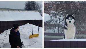 Соседский пёс учуял запах шашлыка