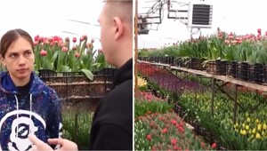 Девушка рассказала, сколько на самом деле стоит вырастить тюльпан