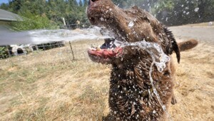 На общую тему&nbsp;