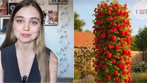 «Не знаю, что удивительнее: продавцы или покупатели» — дачники массово скупают «нейро-ягоды»