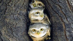 Всё вразнобой&nbsp;