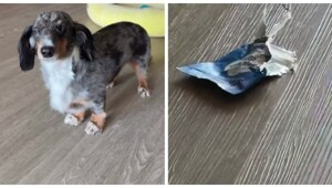 Пёс объелся мармелада с мелатонином