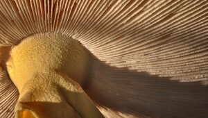 25 фото, демонстрирующих яркие математические таланты природы