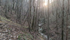 «План по выживанию»: что известно о гибели 16-летней школьницы в лесах Новороссийска