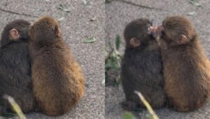 У обезьянки-сироты Панча появилась подружка