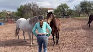 Реакция лошадей на грудь женщины