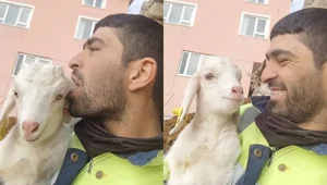 Мужчина в шутку «кусает» козу за ухо, но та реагирует криком