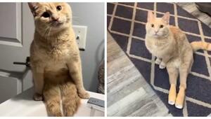 Жизнерадостный кот Райдер