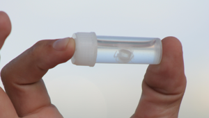 Медуза Ируканджи: её укус вызывает сумасшествие