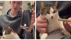 Попытка поговорить с кошкой через ChatGPT