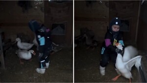 Деревенский мальчик без страха вытащил гуся из сарая