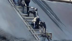 Историю спасения собаки в Алматы увековечили в арт-объекте