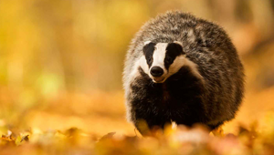 Барсук: единственный, кто выходит из спячки толстым и сытым, пока другие звери истощены