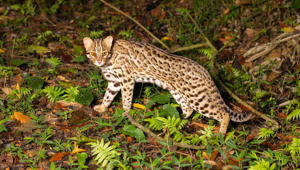 Амурский лесной кот: готов к охоте даже на копытных