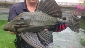 Фотографии дикой природы, которые могут удивить любого