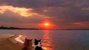 Скрины из соцсетей