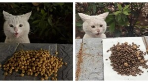 Уличный кот удивляется корму