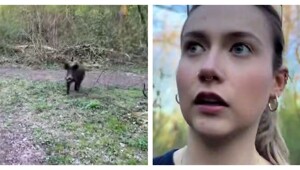 Реакция польской девушки на кабана